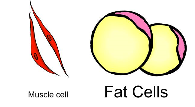 Difference Between Fat And Muscle 34